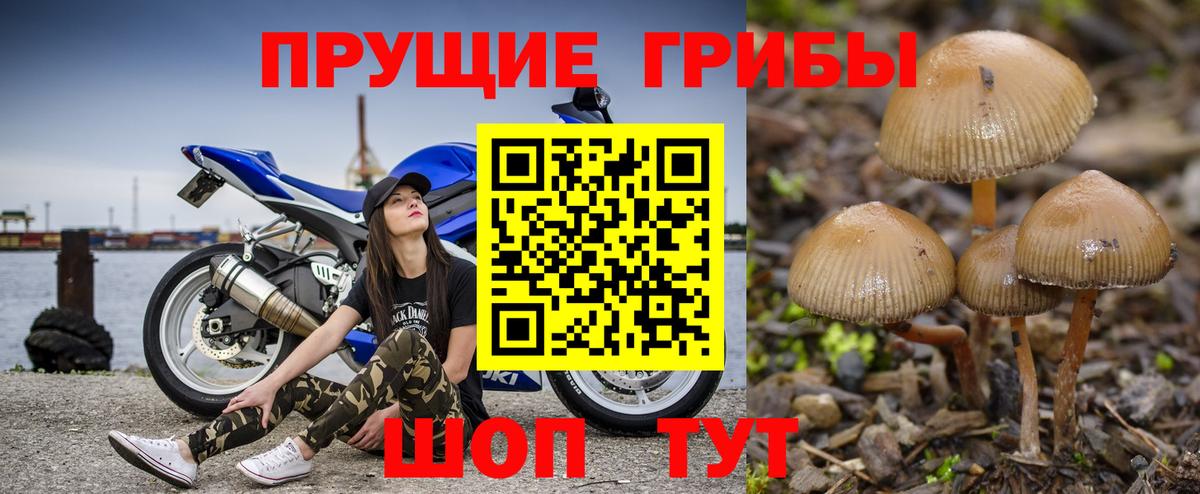 Жуковский  Галлюциногенные грибы Psilocybe  Вход с VPN  Галлюциногенные грибы Cubensis 